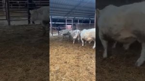БЫКИ ШАРОЛЕ, КАК ВЫБРАТЬ БЫКА ДЛЯ ПОГОЛОВЬЯ. Продажа оптом из России.