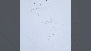 Серпатые голуби липецкой области чаплыгинский район