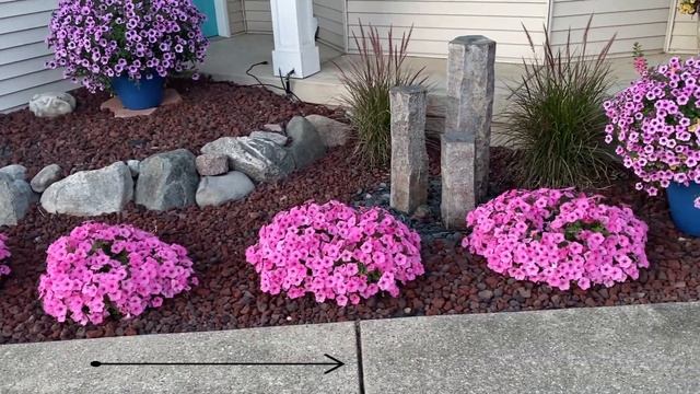 Supertunia Vista Bubblegum смотреть онлайн