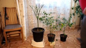 Подрезка перца чили на зиму или обрезка перца осенняя