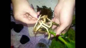 пересадка азиатских каттлей из мха в мох и что я в них нашла ???