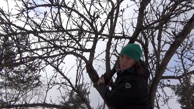 Весенняя обрезка сада. Обрезка старого плодового сада весной.