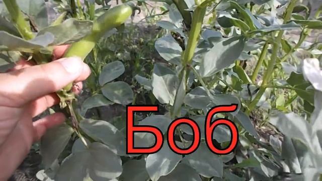 Выращивание Гороха и Бобов. Рецепт консервации зеленого горошка на зиму.