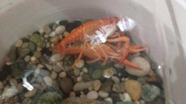 Флоридский красный рак, разведение смотреть онлайн