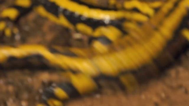 Salamandra Salamandra Terrestris