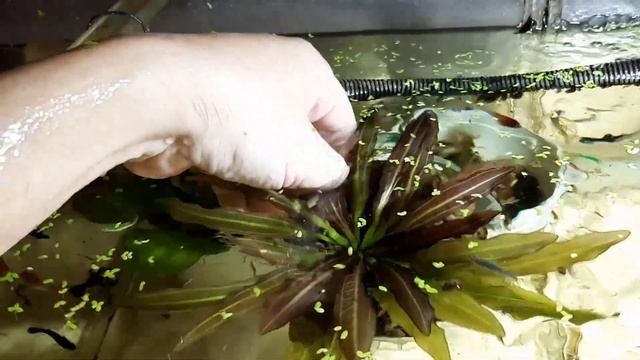 Эхинодорусы через пол года. Рассадка Эхинодоруса Розе смотреть онлайн