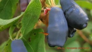 Жимолость съедобная Ленита ? обзор: как сажать, саженцы жимолости Ленита