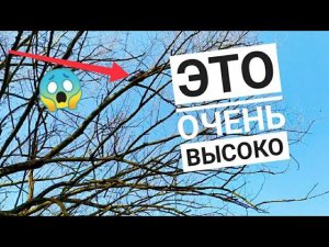 БЕЗДОМНОГО КОТА ЗАГНАЛИ НА ДЕРЕВО СМОГЛА ЛИ Я ДОСТАТЬ ЕГО?