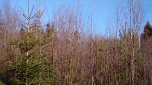 Лес наш .Прямой и Обратный даосские круги