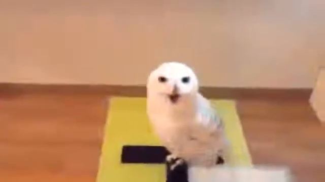 смех совы смотреть онлайн