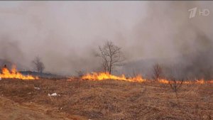 Пожарные борются с огнем в Амурской области и Забайкальском крае, в регионах введен режим ЧС