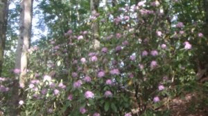 кавказские рододендроны