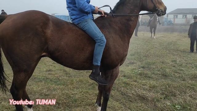 Урус-мартан Чечня, рынок Лошадей. Цены . смотреть онлайн