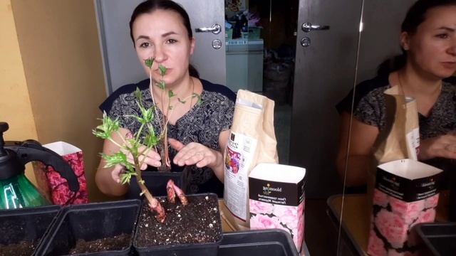 ??Как сохранить саженец пиона, розы до весны?!?