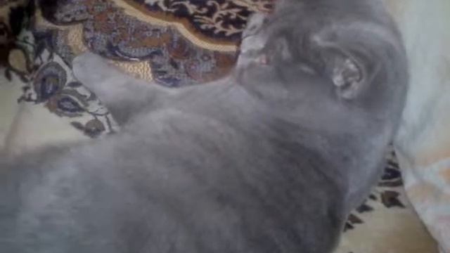 Котенок, который рычит смотреть онлайн