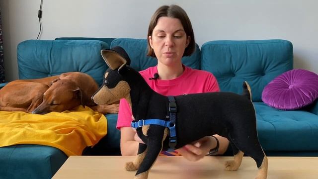 Как надевать шлейку Easy Walk смотреть онлайн