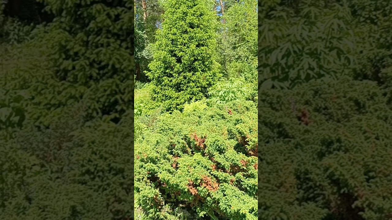 ботанический сад горный алтай смотреть онлайн