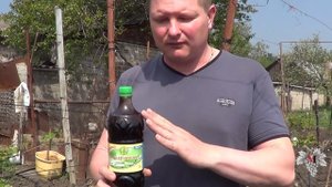 Внекорневая подкормка виноградника в мае. Желтые пятна на листьях. Виноград 2017.