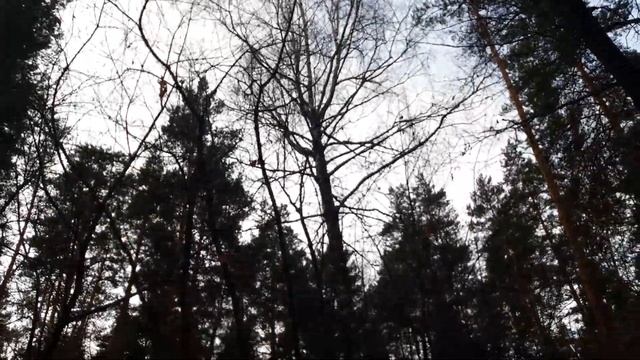 24.11.20 тольятти лес автозаводский район ул 40 лет победы автоград. смотреть онлайн