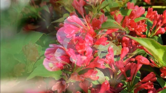 ШИКАРНЫЙ Обильноцветущий Кустарник НЕУСТАННО Цветет с МАЯ по ОКТЯБРЬ смотреть онлайн