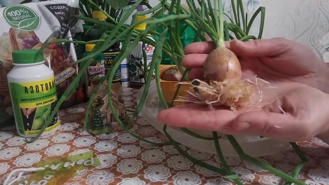 Лук на перо в опилках.Быстро и Просто! смотреть онлайн