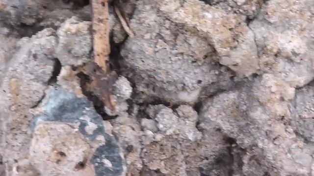 Стеатода крупная ( Steatoda Grossa ) в Краснодаре, в середине февраля.