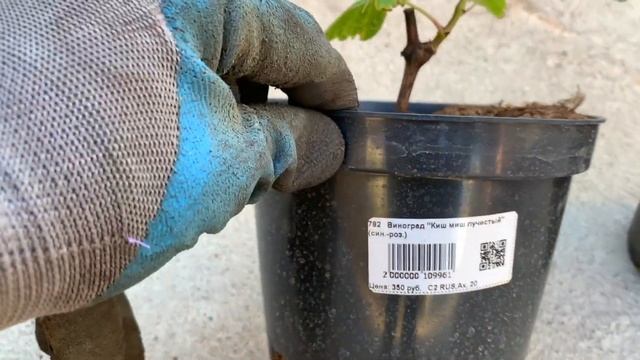 ПОСАДКА ВИНОГРАД 12 ВИДОВ + ЖИМОЛОСТЬ + КРЫЖОВНИК,ГОДЖИ,ГУМИ,ШИПОВНИК смотреть онлайн