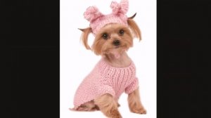 вязаная одежда для собак//Вязаный комбинезон для собак мелких пород