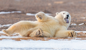 Белый медведь плавает