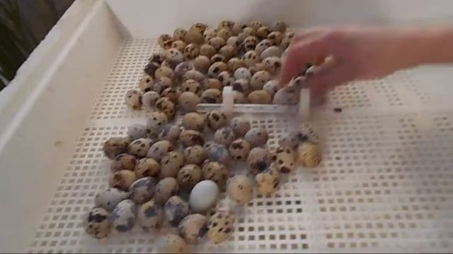 Инкубация перепелиных яиц. Часть 1. смотреть онлайн