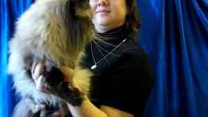 Гималайский кот - выставка кошек PCA - Himalayan cat