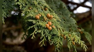 КИПАРИС  (CUPRESSUS)  сем. Кипарисовые