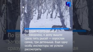 Любопытные рыси пришли в гости к сотрудникам Кроноцкого заповедника