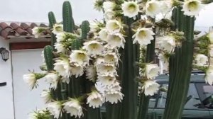 Swarming Bees in La Crescenta, California