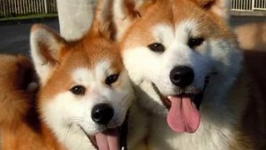 Порода собак Акита ину