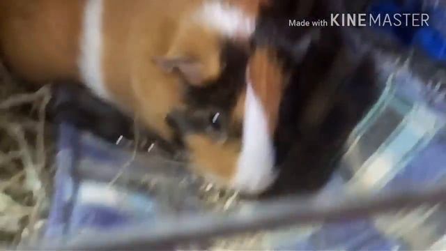 Почему родители против питомцев? Как уговорить родителей купить животного????? смотреть онлайн