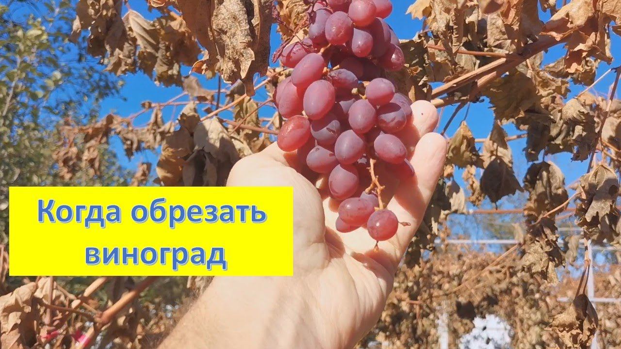 Первый заморозок, когда обрезать виноград?