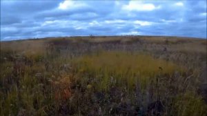 Охота с курцхааром на куропаток, сайга12