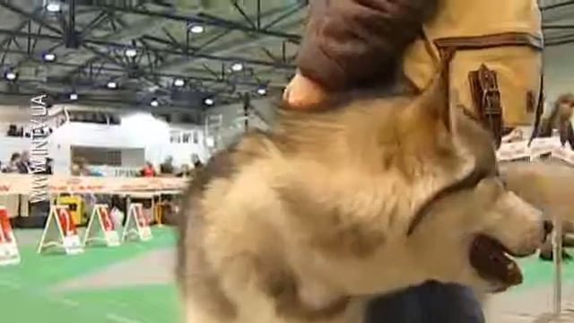 Закрити пельку на петельку або ніяких «гав» смотреть онлайн