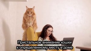 Как коты и кошки видят домового