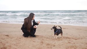 Как собаки понимают человеческую речь на самом деле?