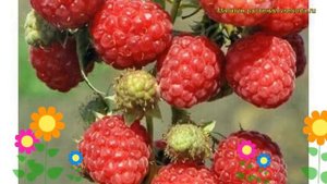 Малина сортовая Бригантина. Краткий обзор, описание характеристик rubus idaeus Brigantina