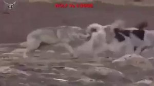 Волк против 5-и волкодавов