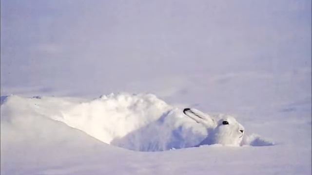 в зимнем лесу смотреть онлайн