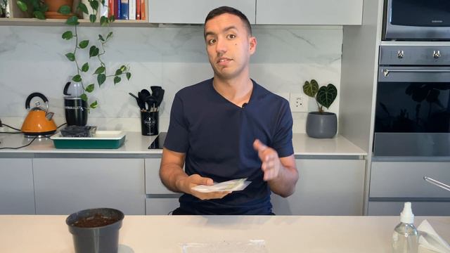 How to  propagate Philodendron Selloum from seed | soil vs paper towel method with updates смотреть онлайн