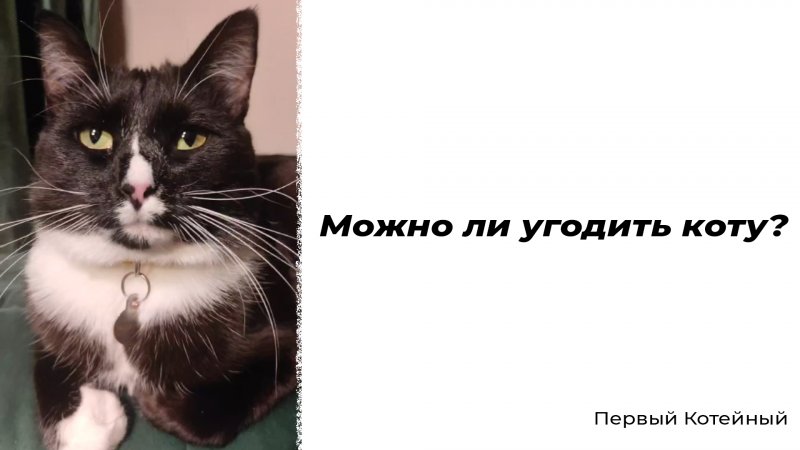 Можно ли угодить коту? ?