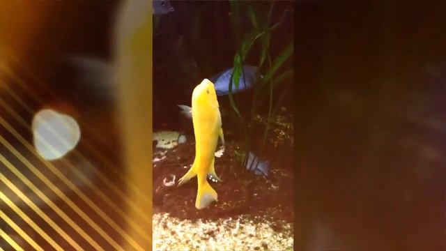 Summer - поездка в зоопарк ^^ Роев Ручей ^^ смотреть онлайн