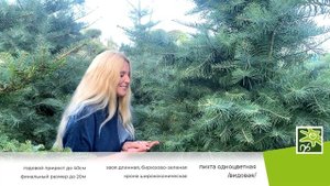 Пихта одноцветная - изящное дерево с необычной хвоей