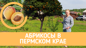 Абрикосы в Пермском крае (выжили и продолжают расти)