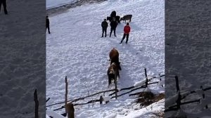 Бежта бои быков, бык Загала, Бежта Дагестан. 2019г